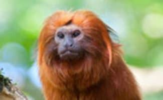 Golden Lion Tamarin: An Endangered Amazon Rainforest Monkey | Earth's Friends