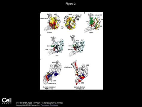 An Interdomain Energetic Tug Of War Creates The Allosterically Active