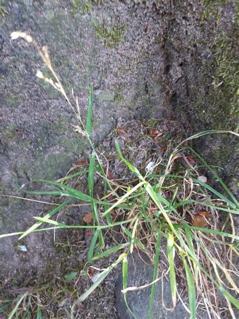 Poa Compressa L Canada Bluegrass World Flora Pl Ntnet Identify