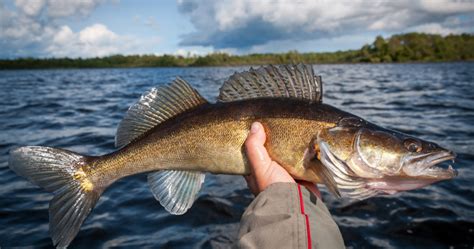 Best Bait For Walleye Green Bay Trophy Fishing