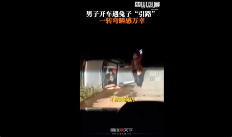 男子深夜开车遇兔子“引路”，逐渐放缓车速，一转弯让他惊呆了看看头条中华网