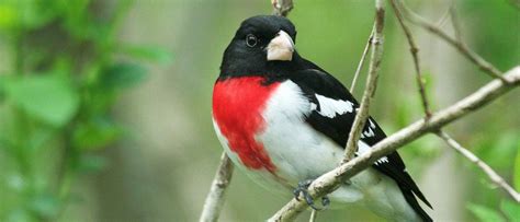 Rose-Breasted Grosbeak - A-Z Animals