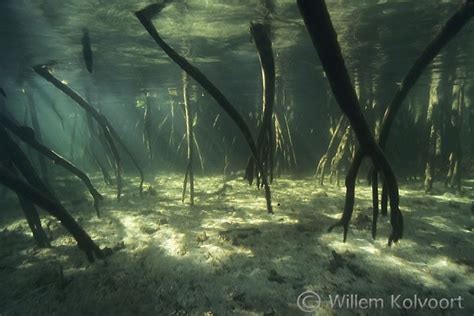 De Onderwaterfotografie Van Willem Kolvoort Foto S Buitenland