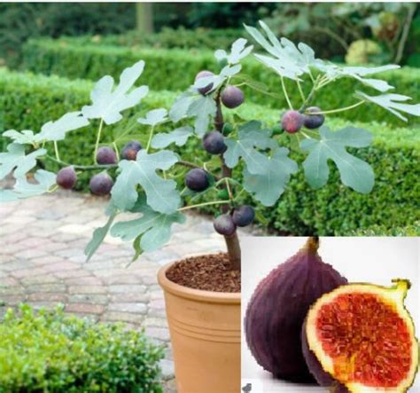 DWARF FIG TREE Plant 50 seeds Combined shipping | Etsy