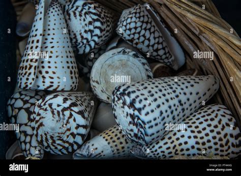 Brown Spotted Cone Seashells Stock Photo Alamy