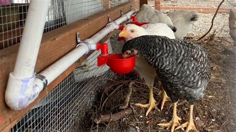 Automatic Chicken Watering System Using Rain Catchment How To Install