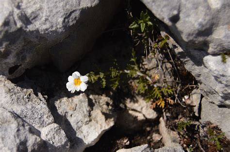 Nicos Descobrem Em Espanha Uma Nova Esp Cie De Planta Wilder