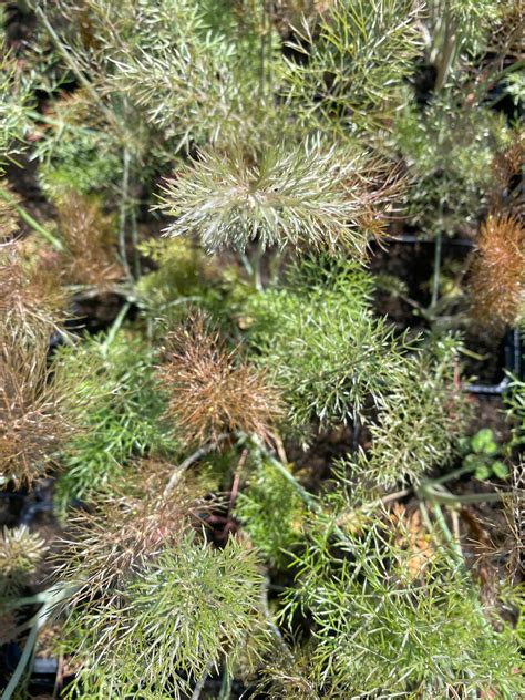 Fenchel Foeniculum Vulgare Giant Bronze Yarinde Gartenpflanzen