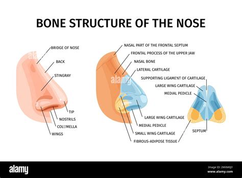 Structure Osseuse Du Nez Des Infographies R Alistes Illustr S Pont De