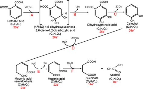 Representative Biotransformation Pathway For Pa To Produce Succinate