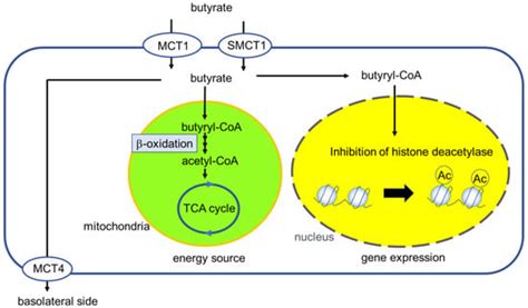 Immuno Free Full Text Uptake And Advanced Therapy Of Butyrate In