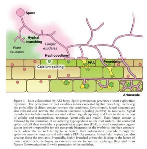 Kolonisasi Akar Dengan Fungi Bioearthworm