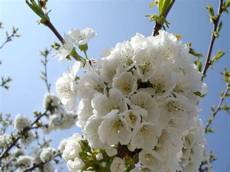 Пролетни картини