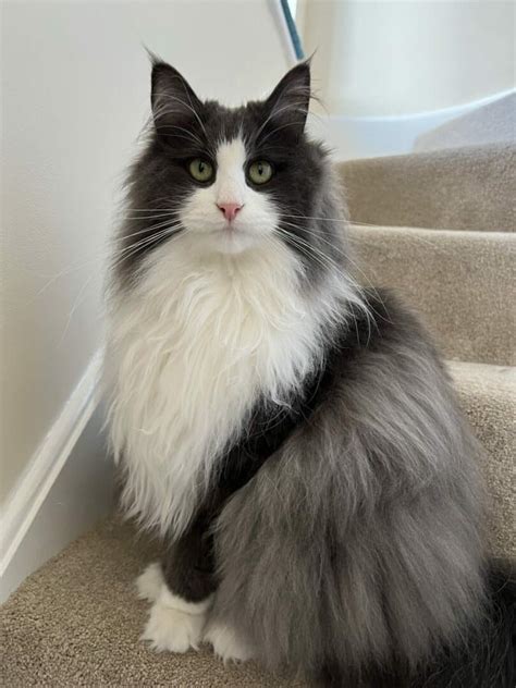 Iilla Norwegian Forest Cat Named Annie Is A Purrfectly Precious Tuxedo