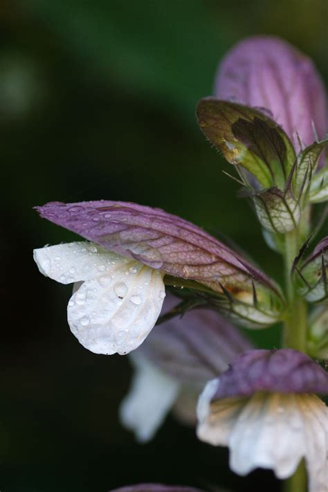 Acanthus Mollis Common Name Bear S Breeches Close Up After Rain