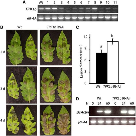 Tpk1b Is Required For Resistance To Botrytis A Rt Pcr From Wild Type Download Scientific