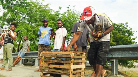 Wildlife at risk in Papua New Guinea - ABC Radio