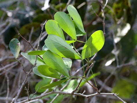 Blackbead Pithecellobium Keyense Blue Hole Key Deer Nw Flickr