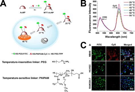 A Scheme Of The Thermoresponsive Property Of The Nanoprobe MTT AuNP