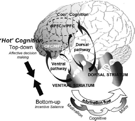 2 Schematic Model Of The Dorsal And Ventral Neural Pathways Associated