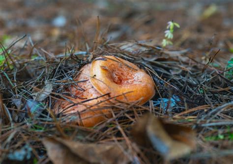 Premium Photo Edible Lactarius Deliciosus Mushrooms Crawled Out From