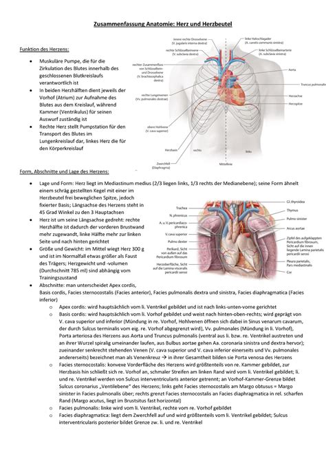 Herz Und Herzbeutel Zusammenfassung Zusammenfassung Anatomie Herz