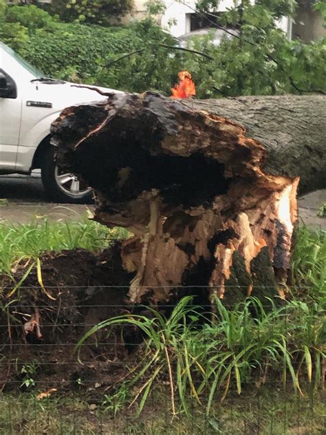 Big old hickory tree, no one knew it was rotted! : r/arborists