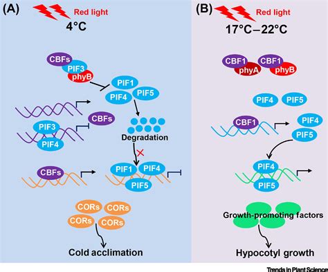 Cbf Phyb Pif Module Links Light And Low Temperature Signaling Trends