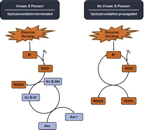 Vitamin E Springerlink