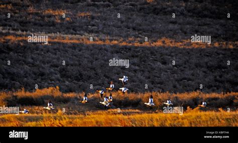 Fauna At Patagonia Stock Photo Alamy