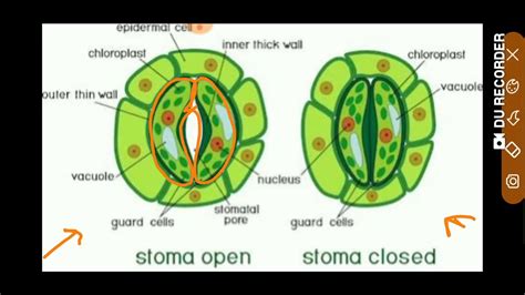 Opening And Closing Of Stomata