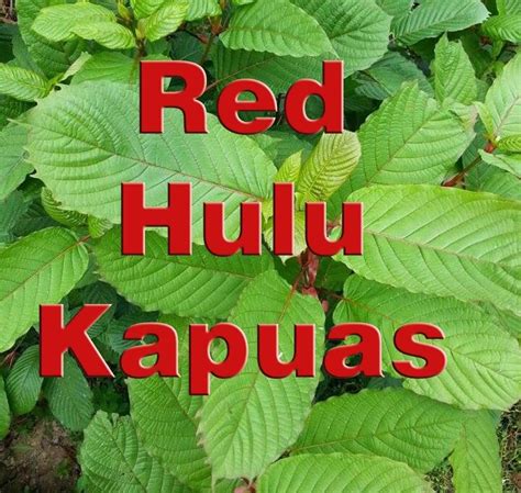 Red Hulu Kapuas Kratom