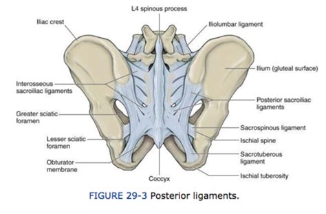 Kinesiology Sacroiliac Joint Flashcards Quizlet
