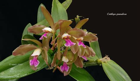 Cattleya Granulosa Bodenseeperle BM B D O G 2016 Flickr