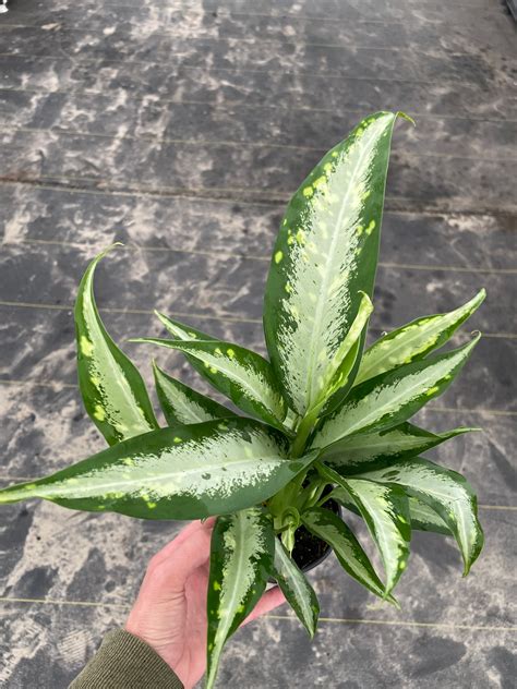 Dieffenbachia Panther 4 Pot All Plants Require You To Etsy