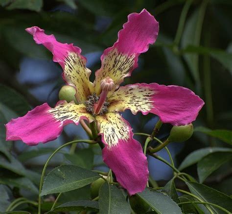 Hardy Pink Chorisia Ceiba Speciosa Kapok Silk Floss Tree 10 Seeds