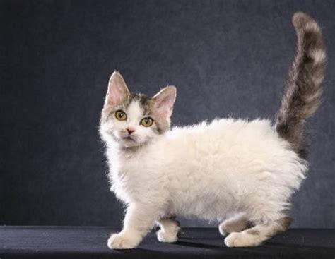 Mengenal Kucing Lambkin Kucing Cebol Dengan Bulu Keriting Blog