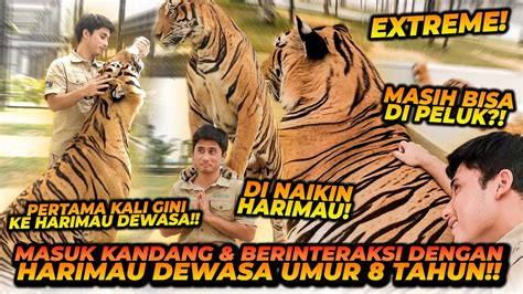 Di Tempat Ini Bisa Foto Bareng Harimau Dengan Pose Yang Extreme