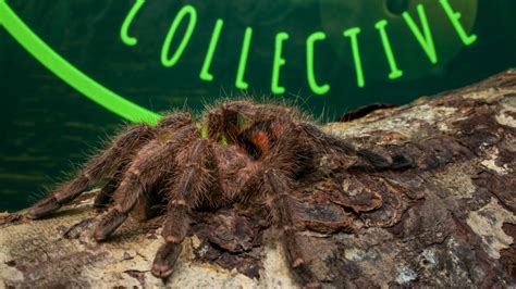 Avicularia Minatrix — The Tarantula Collective