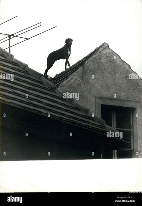 1973 Dog Stuck On A Roof Hi Res Stock Photography And Images Alamy