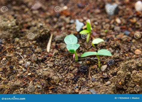 A Young Cucumber Growing on Soil Stock Photo - Image of soil, grow: 178264664