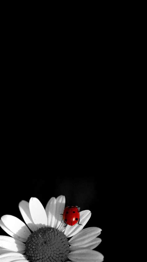 Black Iphone 8 Plus Wallpapers Wallpaper Cave