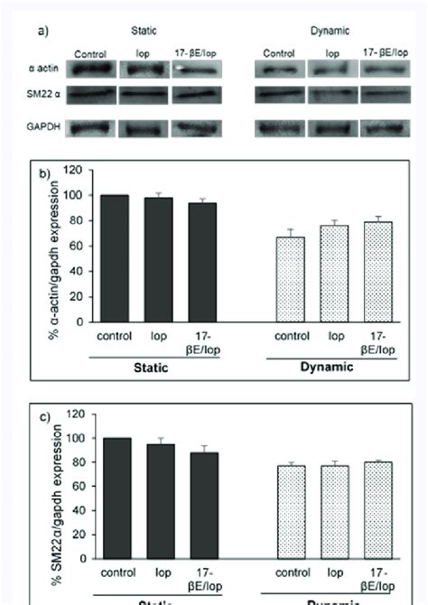 Effect of 17 βE 20µM Iop on contractile SMCs markers by western blot