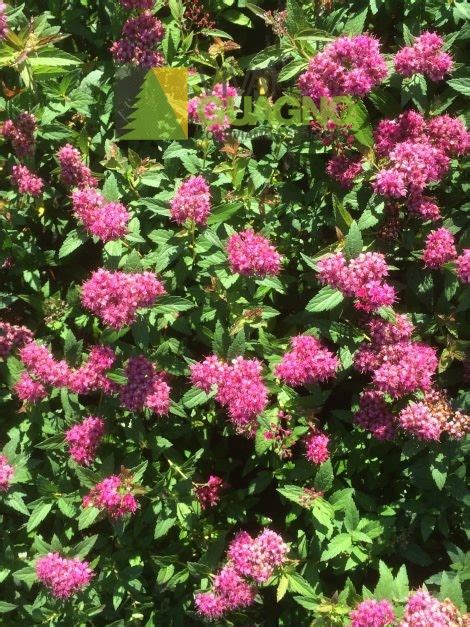 Spiraea Japonica Darts Red Vivai Guagno