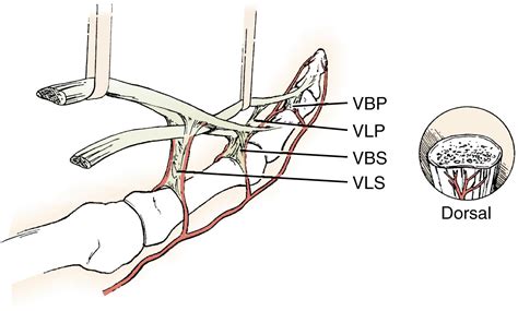 Flexor Tendon Injury Clinical Tree