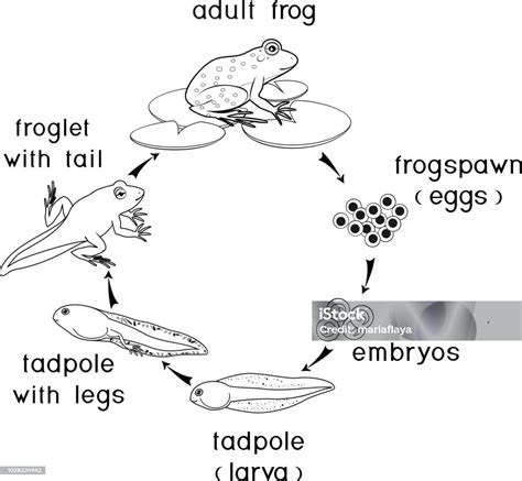 Halaman Mewarnai Dengan Siklus Hidup Katak Urutan Tahap Perkembangan