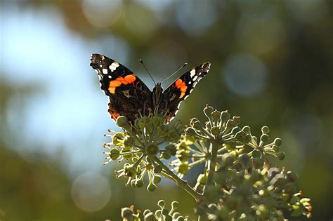 Banco De Imagens Natureza Ramo Folha Flor Animais Selvagens