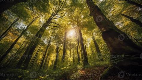 page   forest stock  images  backgrounds