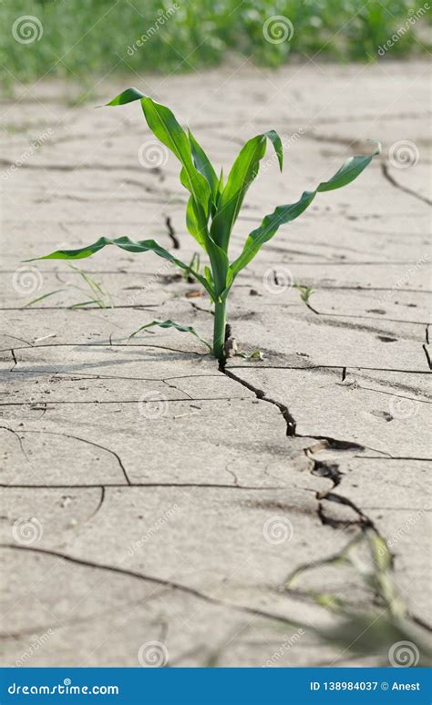 Maize On Eroded Arid Barren Soil Stock Image Image Of Ground