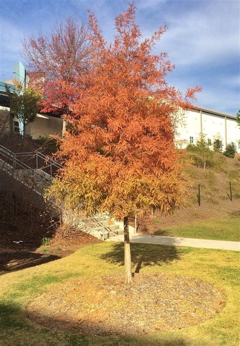 Bald Cypress in fall color near the Forsyth Conference Center | Bald cypress, Fall colors, Plants